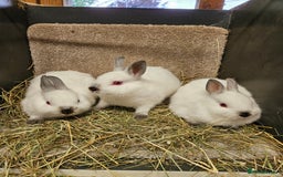 Netherland Dwarf rabbits for sale: Male Himalayan Netherland Dwarfs  - Image 7