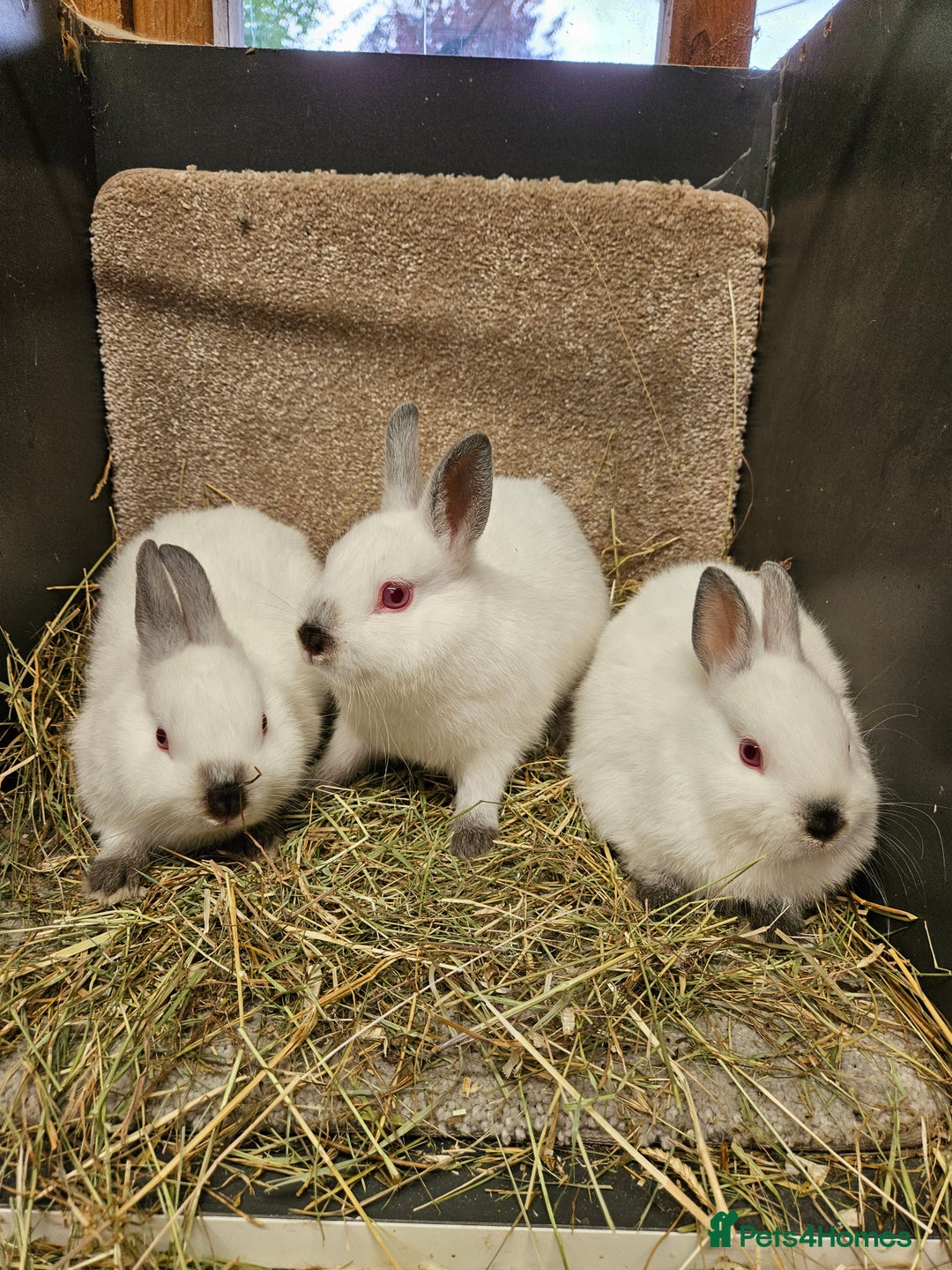 Netherland Dwarf rabbits for sale: Male Himalayan Netherland Dwarfs  - Image 7