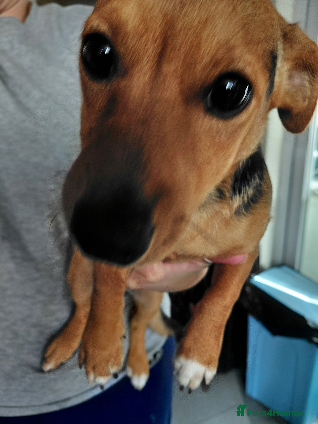 Jack Russell dogs for sale: Black and Tan jack Russell Boy - Advert 2