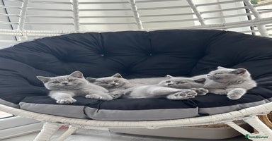 British Shorthair cats - Advert 16