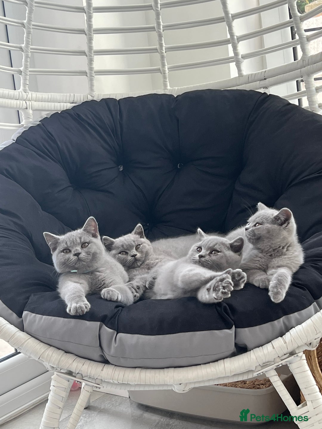 British Shorthair cats for sale: READY COLLECTION THIS WEEKEND! Bsh babies  - Image 3