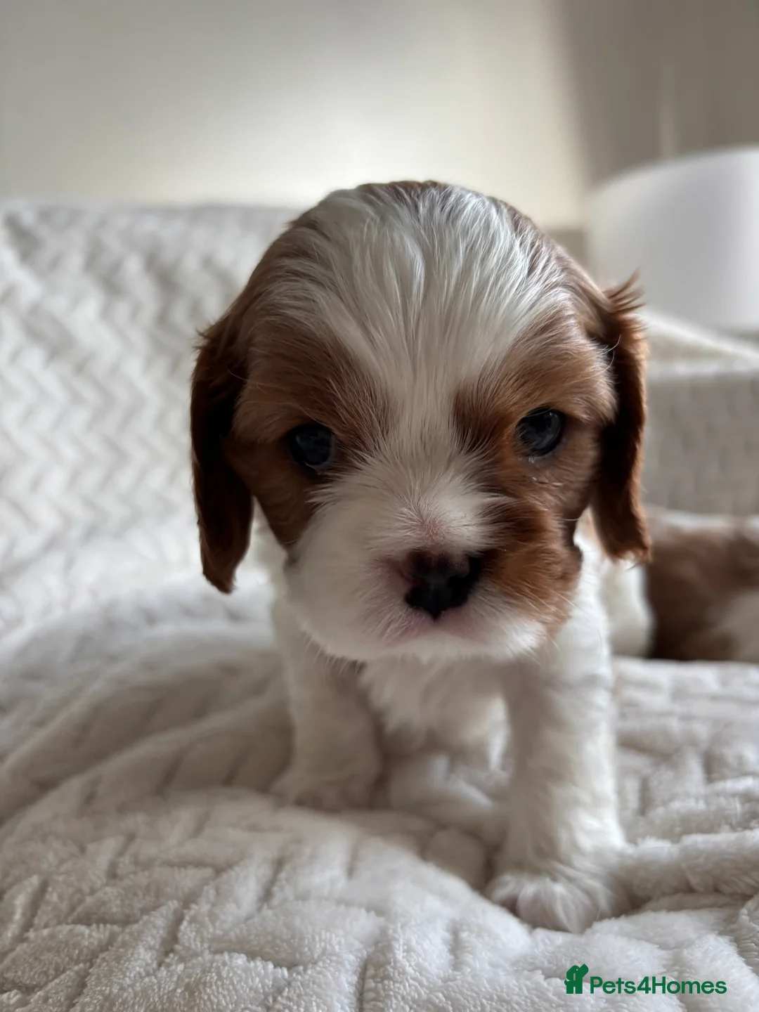 Cavalier King Charles Spaniel dogs for sale: Beautiful cavalier puppy’s  - Advert 2