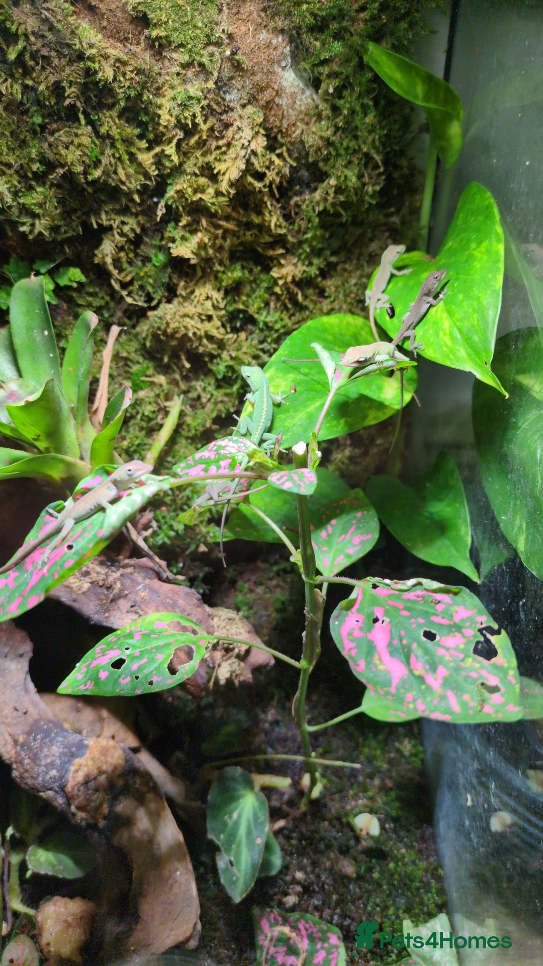Lizard reptiles for sale: Green anoles for sale  - Image 6