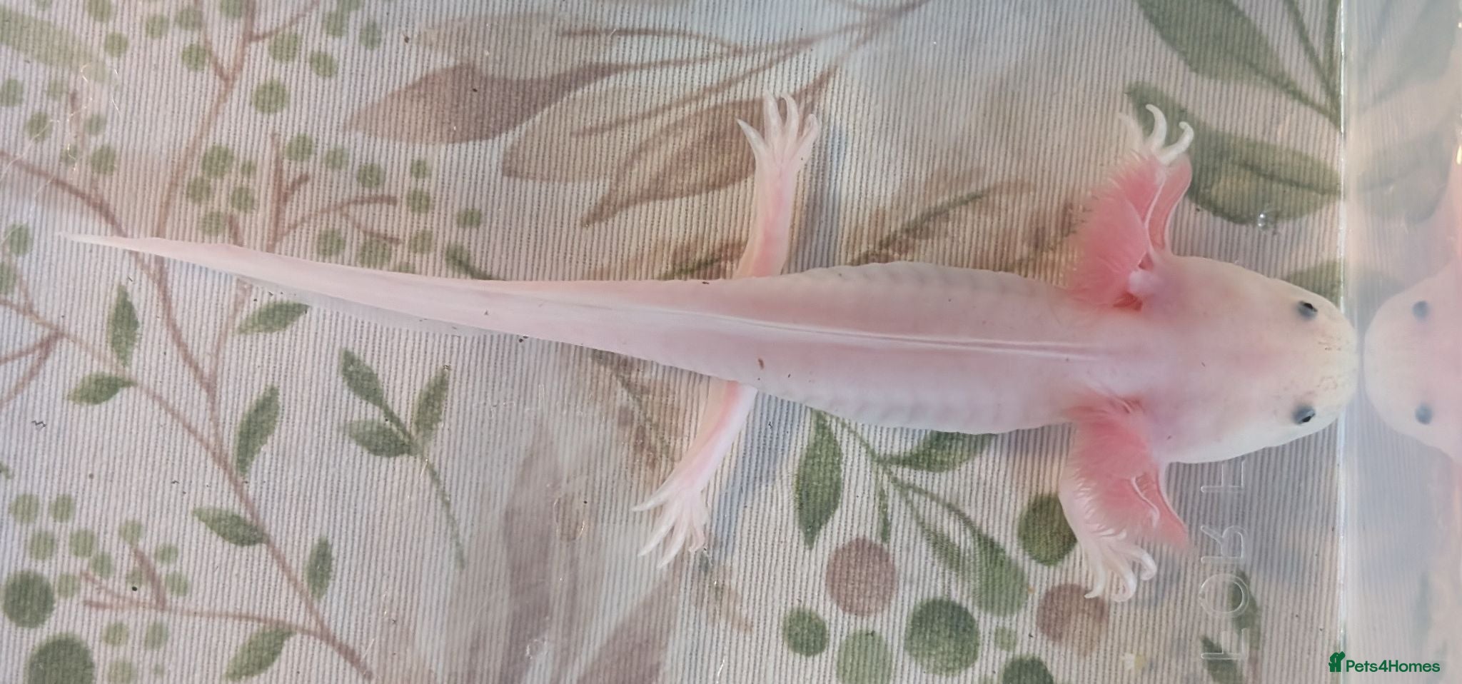 Axolotl reptiles Juvenile Leucistic Axolotls - Available Now - Advert 1