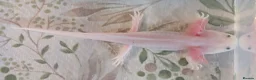 Axolotl reptiles for sale: Juvenile Leucistic Axolotls - Available Now - Advert 1
