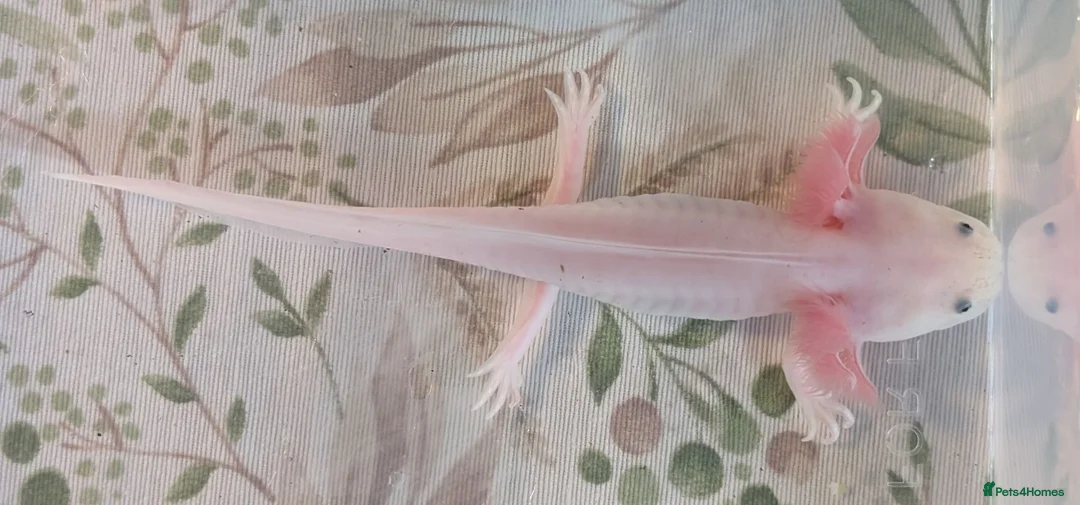 Axolotl reptiles for sale: Juvenile Leucistic Axolotls - Available Now - Advert 1