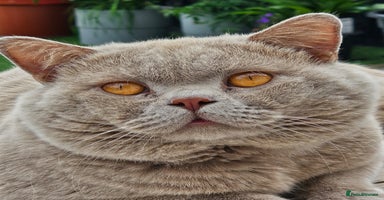 British Shorthair cats - Advert 3