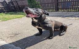Cane Corso dogs for sale: REHOMING Cane Corso Female - Image 1