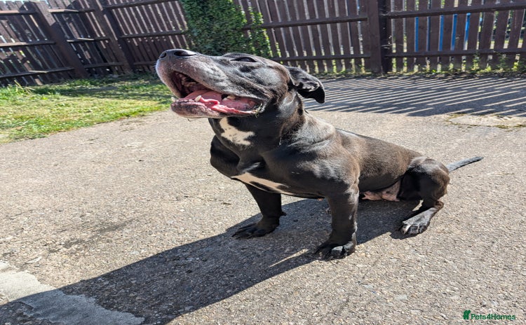 Cane Corso dogs - Advert 1