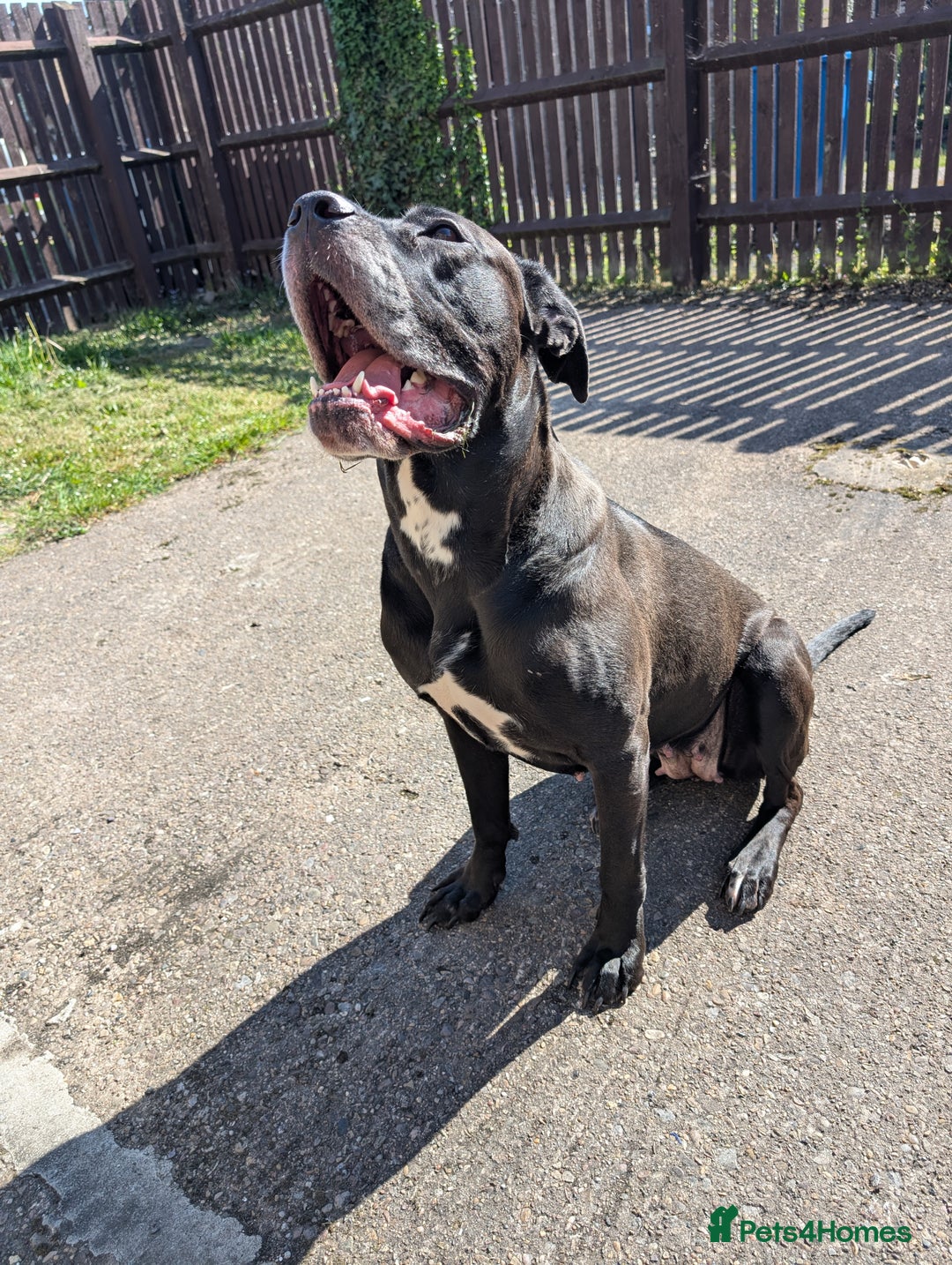 Cane Corso dogs for sale: REHOMING Cane Corso Female - Image 1
