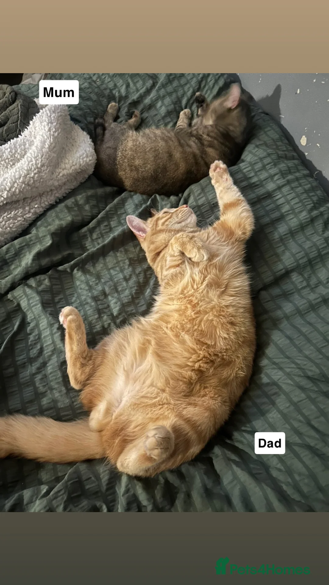 Mixed Breed cats for sale: Tabby x ginger Kittens  - Advert 11