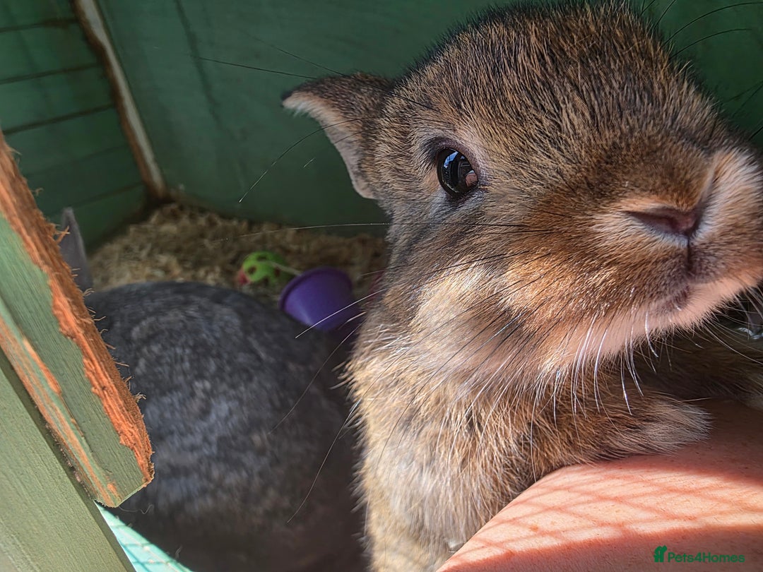 Mixed Breed rabbits for sale: Half Mini Lops  - Image 4
