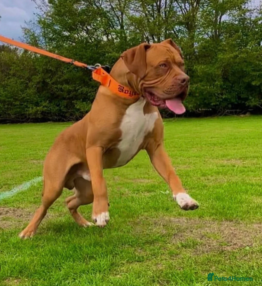 Dogue De Bordeaux dogs for stud: Mr Boycie in Chelmsford - Advert 1