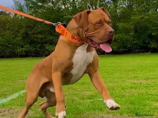 Dogue De Bordeaux dogs Mr Boycie - Advert 2