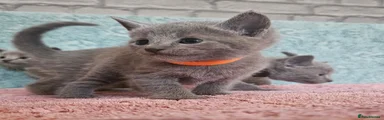 Russian Blue 3
