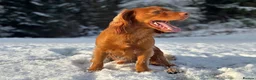 Cocker Spaniel dogs for stud: PROVEN KC RED COCKER SPANIEL 🧬⭐️ - Advert 7