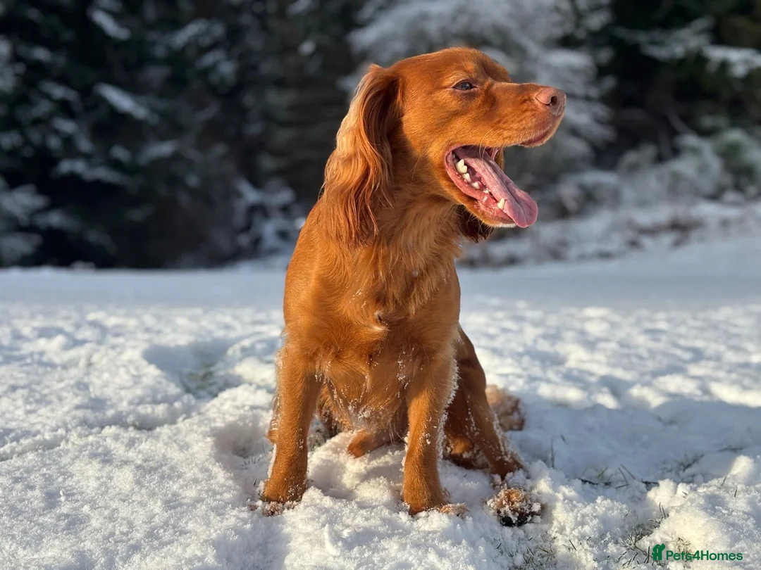 Cocker Spaniel dogs for stud: PROVEN KC RED COCKER SPANIEL 🧬⭐️ - Advert 7