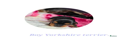 Yorkshire Terrier Boy