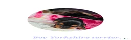 Yorkshire Terrier dogs for sale: 💕Yorkshire Terrier puppies.💕 - Advert 17
