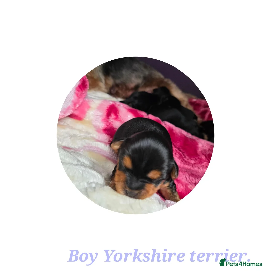 Yorkshire Terrier dogs for sale: 💕Yorkshire Terrier puppies.💕 - Advert 17