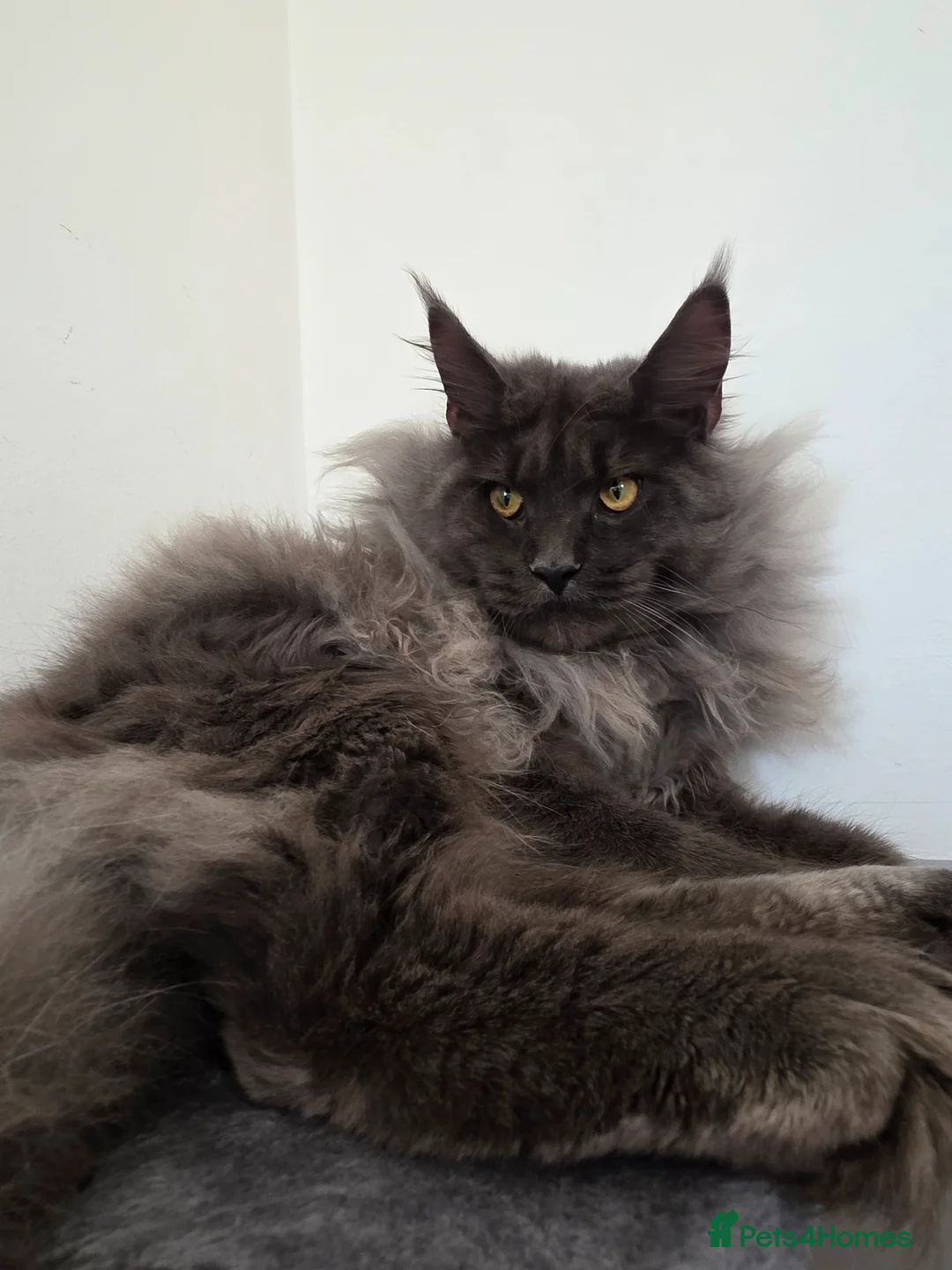 Maine Coon cats for sale:  Russian pedigree maine coon boys - Advert 5