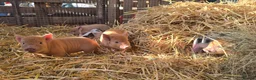 Pig livestock for sale: 🐷 MINI PIGLETS LOOKING FOR THEIR FOREVER HOMES 🐷 - Advert 12