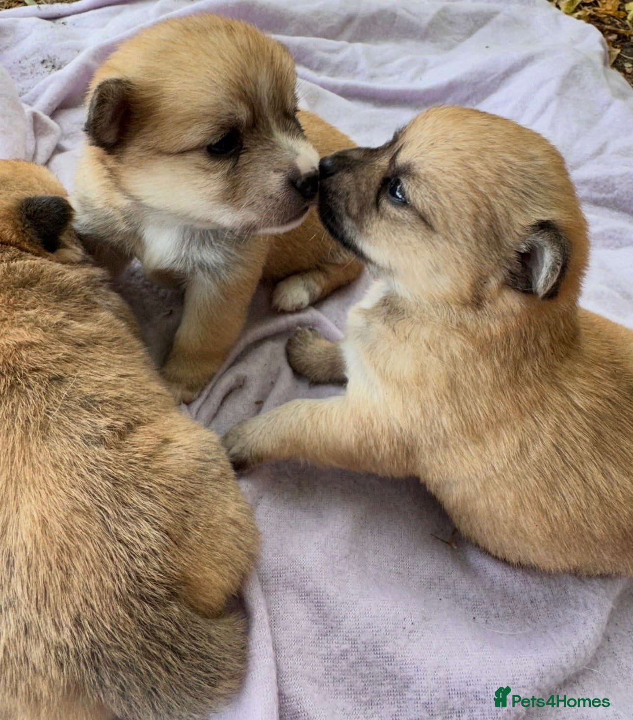 Mixed Breed dogs Pomeranian cross Jack Russell - Advert 1