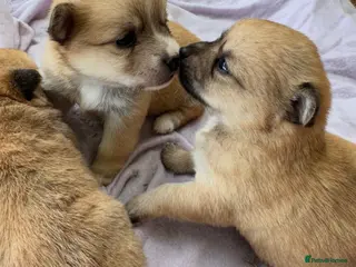 Mixed Breed dogs Pomeranian cross Jack Russell - Advert 1