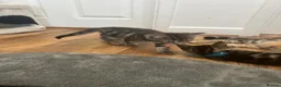 Mixed Breed cats for sale: 3 Boy Kittens British Mixed - Advert 22
