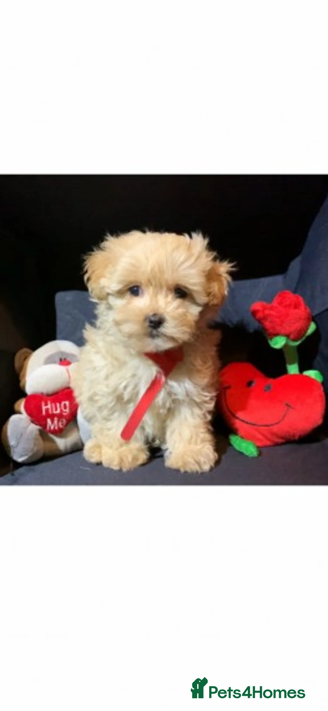 Toy Poodle dogs for stud: Extensively DNA Health Tested Deep Red Toy Poodle in Mansfield - Advert 21