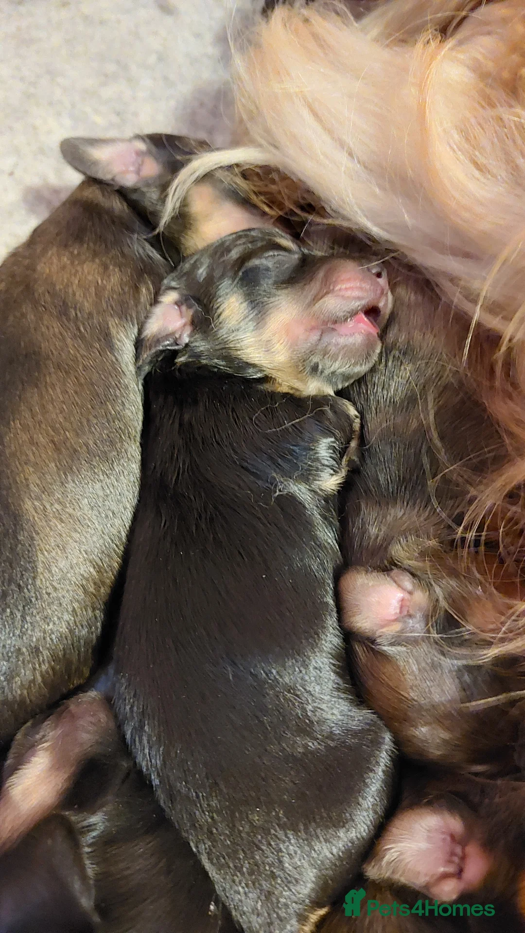 Miniature Dachshund dogs for sale: Long haired miniature dachshund puppies KC REG - Advert 2