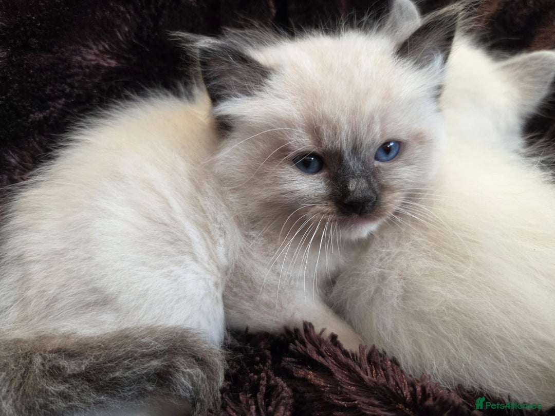 Ragdoll cats for sale: PEDIGREE RAGDOLL KITTENS FROM GCCF REGISTERED - Image 4