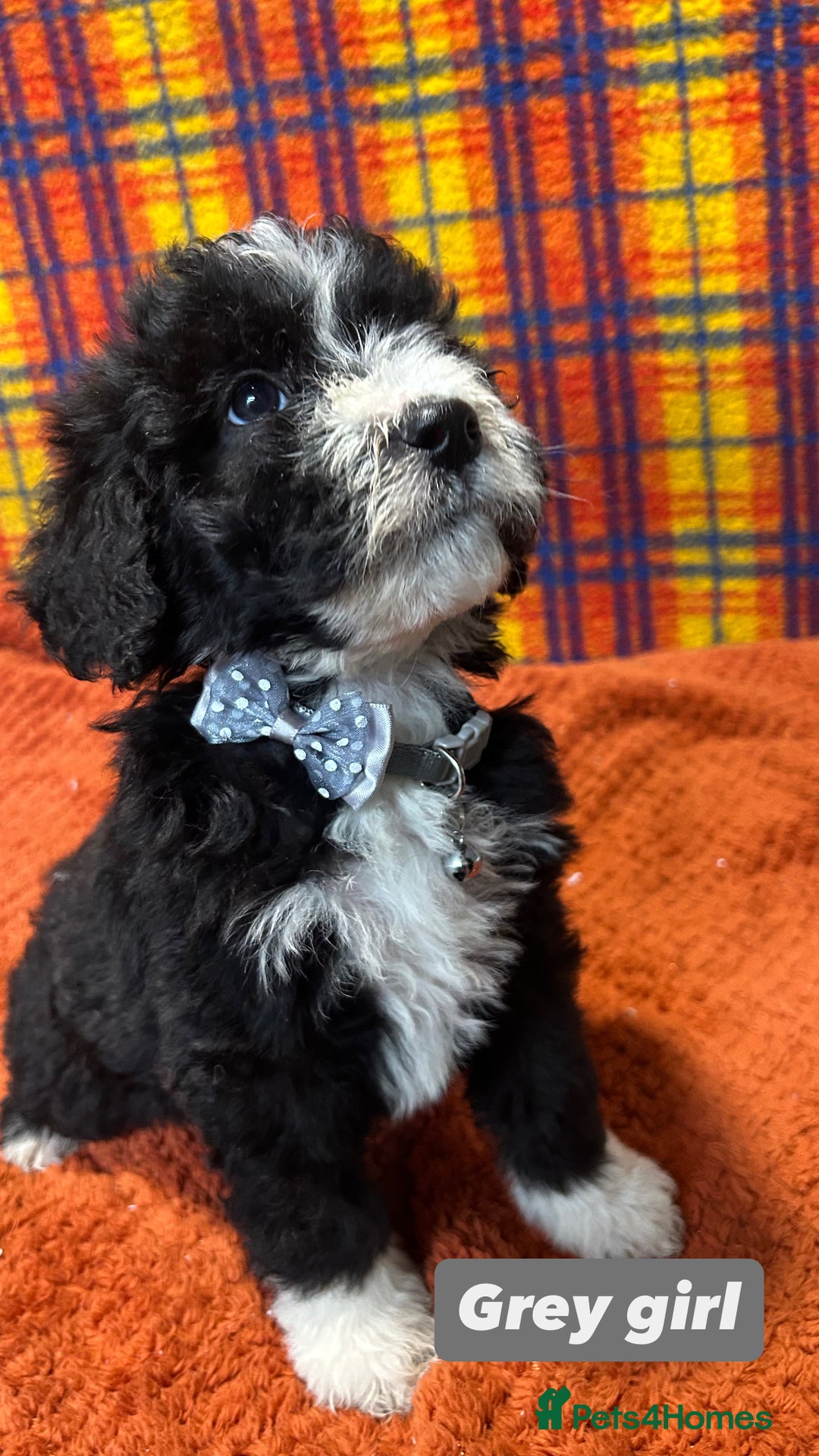Bernedoodle dogs for sale: F1 standard Bernedoodle puppies. Licensed breeder - Advert 3