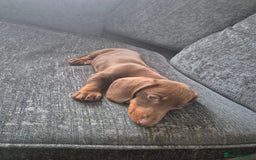 Miniature Dachshund dogs for sale: 🐾 Miniature Dachshund Puppie – Ready Now! 🐶💕 - Image 1
