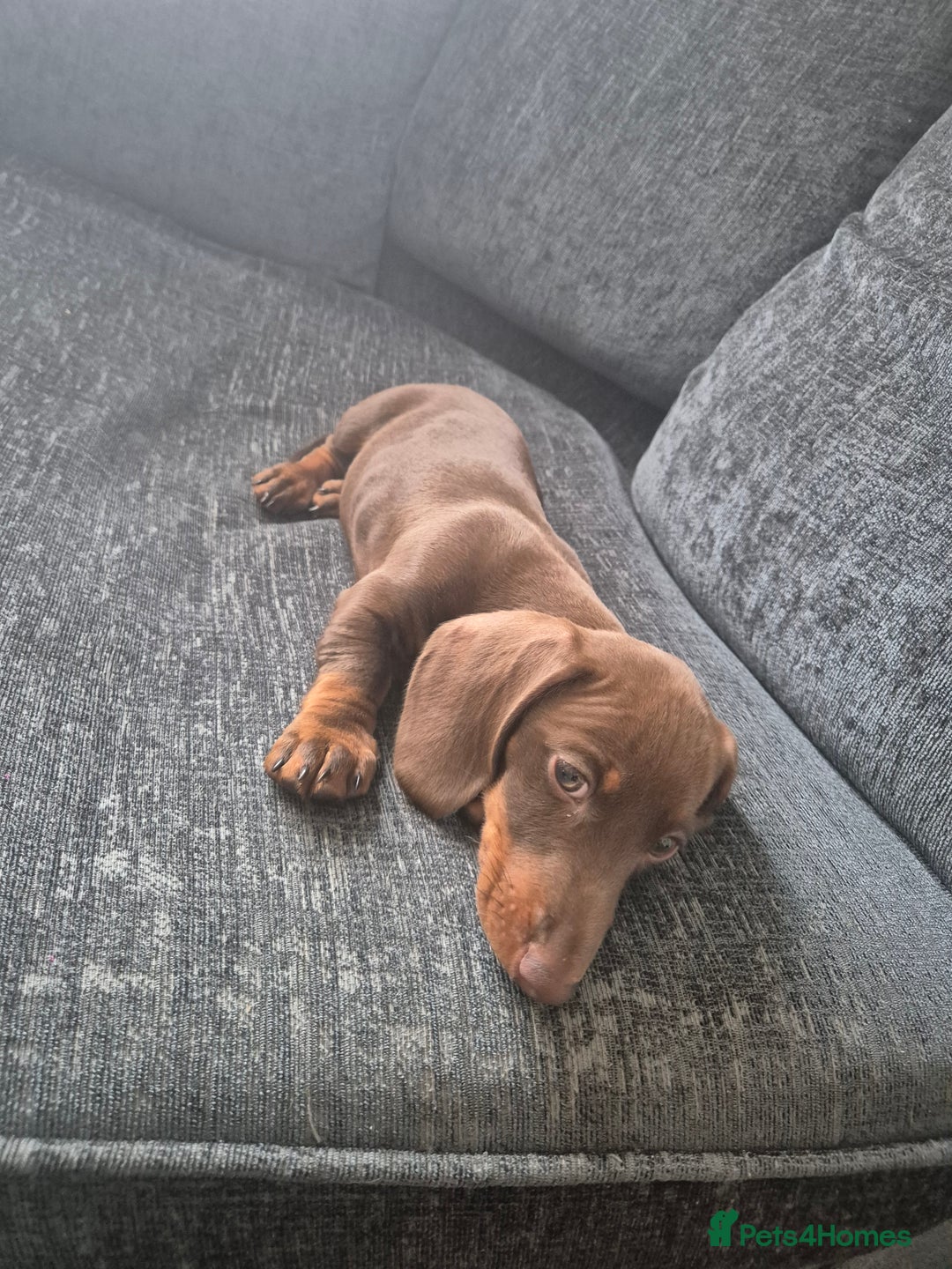 Miniature Dachshund dogs for sale: 🐾 Miniature Dachshund Puppie – Ready Now! 🐶💕 - Image 1