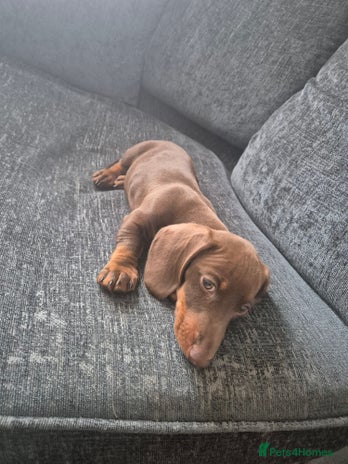 Miniature Dachshund dogs - Advert 12