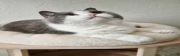 British Shorthair cats for sale: Two Beautiful British Shorthair Females  - Advert 14