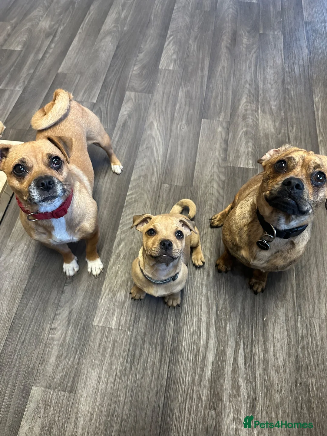 Mixed Breed dogs for sale: Doug  - Advert 8