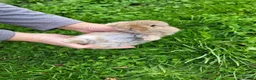 Mini Lop rabbits for sale: Mini lops - Advert 9