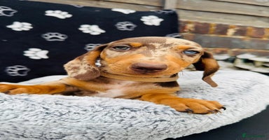 Miniature Dachshund dogs - Advert 15