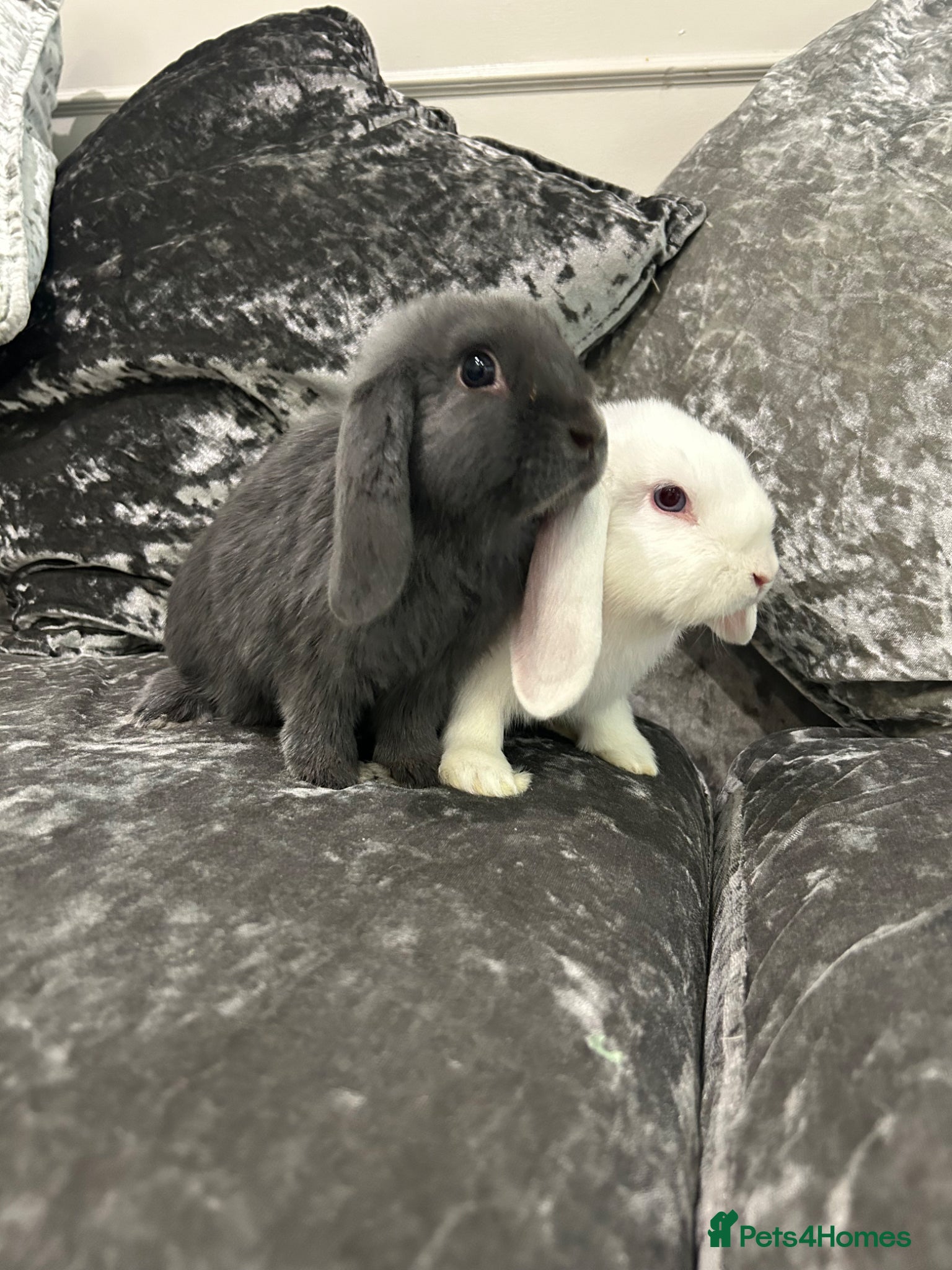 Mini Lop rabbits Available ready to leave now.  - Advert 1