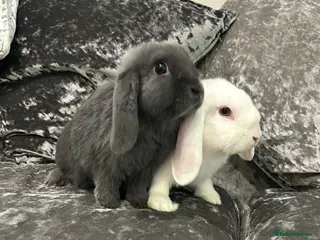 Mini Lop rabbits Available ready to leave now. - Advert 1