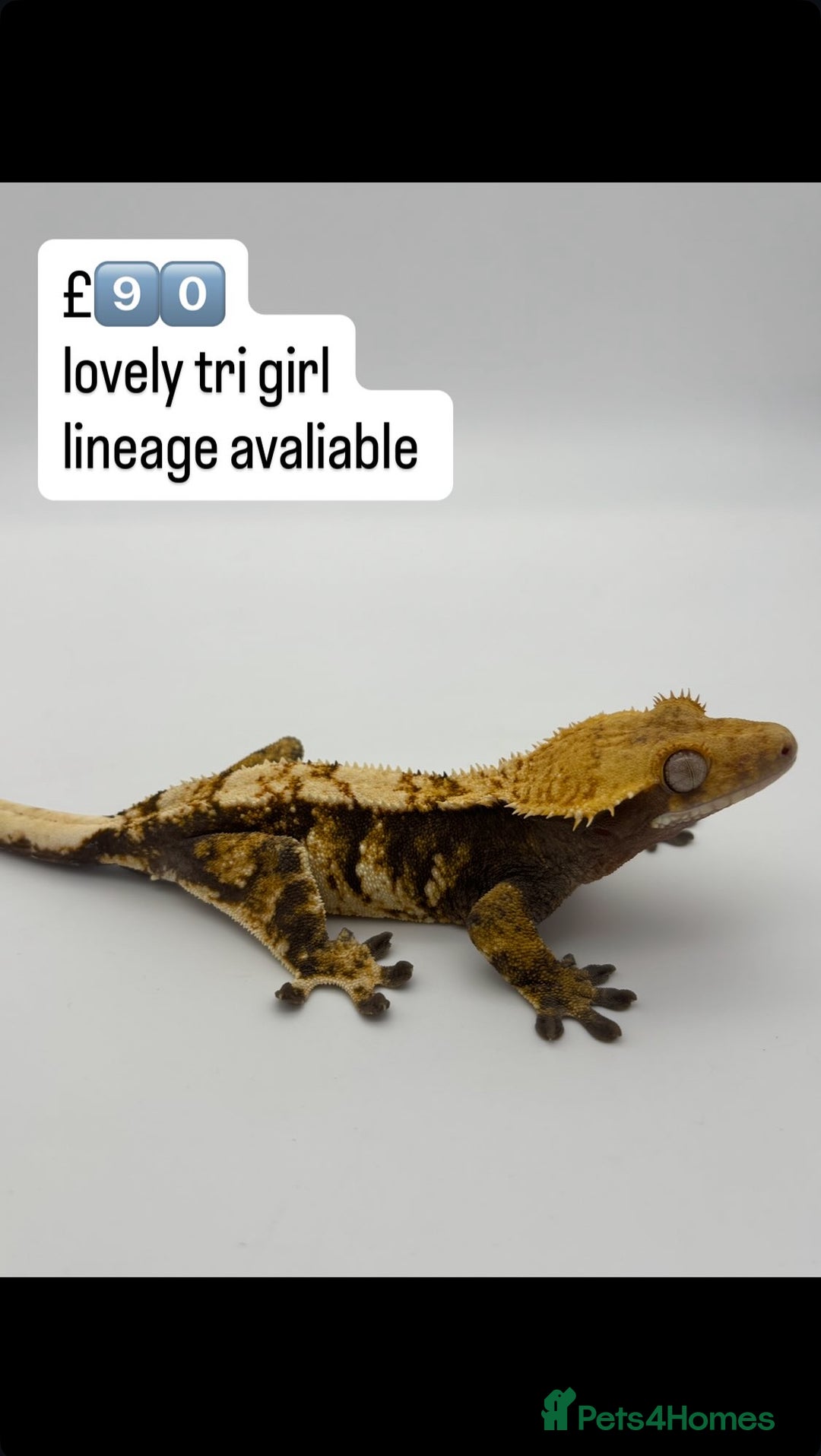 Gecko reptiles for sale: BEAUTIFUL CRESTED GECKOS   in Chigwell - Image 16