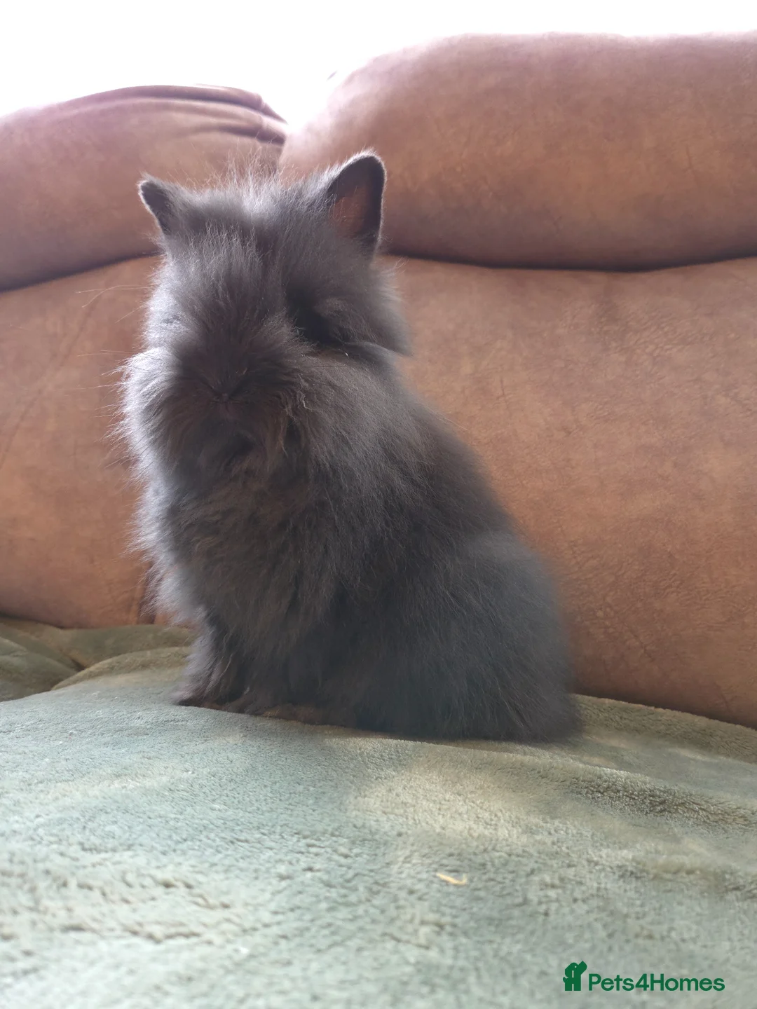 Lionhead rabbits for sale: Silly Tame 9wk old Smokey Grey lion head - Advert 1