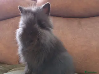 Lionhead rabbits Silly Tame 9wk old Smokey Grey lion head - Advert 3