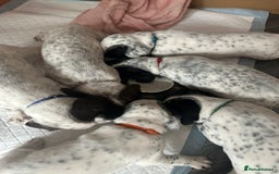 Mixed Breed dogs for sale: Springer Spaniel cross Dalmatian - Image 1