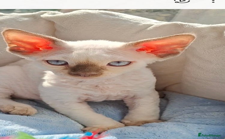 Devon Rex cats - Advert 1