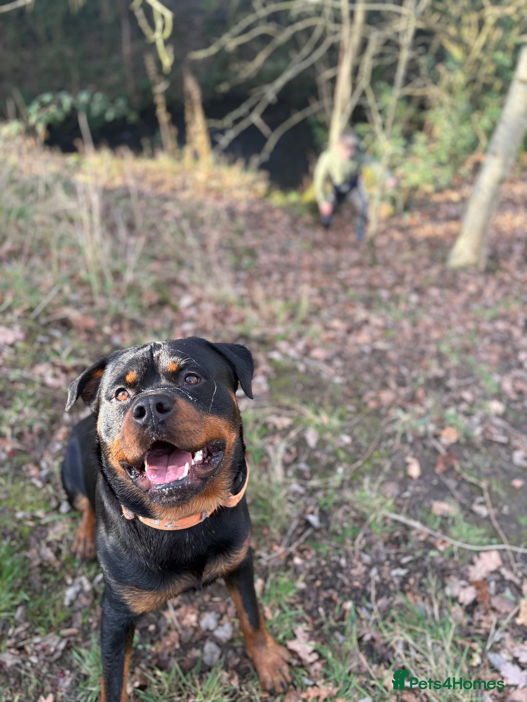 Rottweiler dogs for sale: Rotty looking for loving home (1.5yr old male) - Advert 10