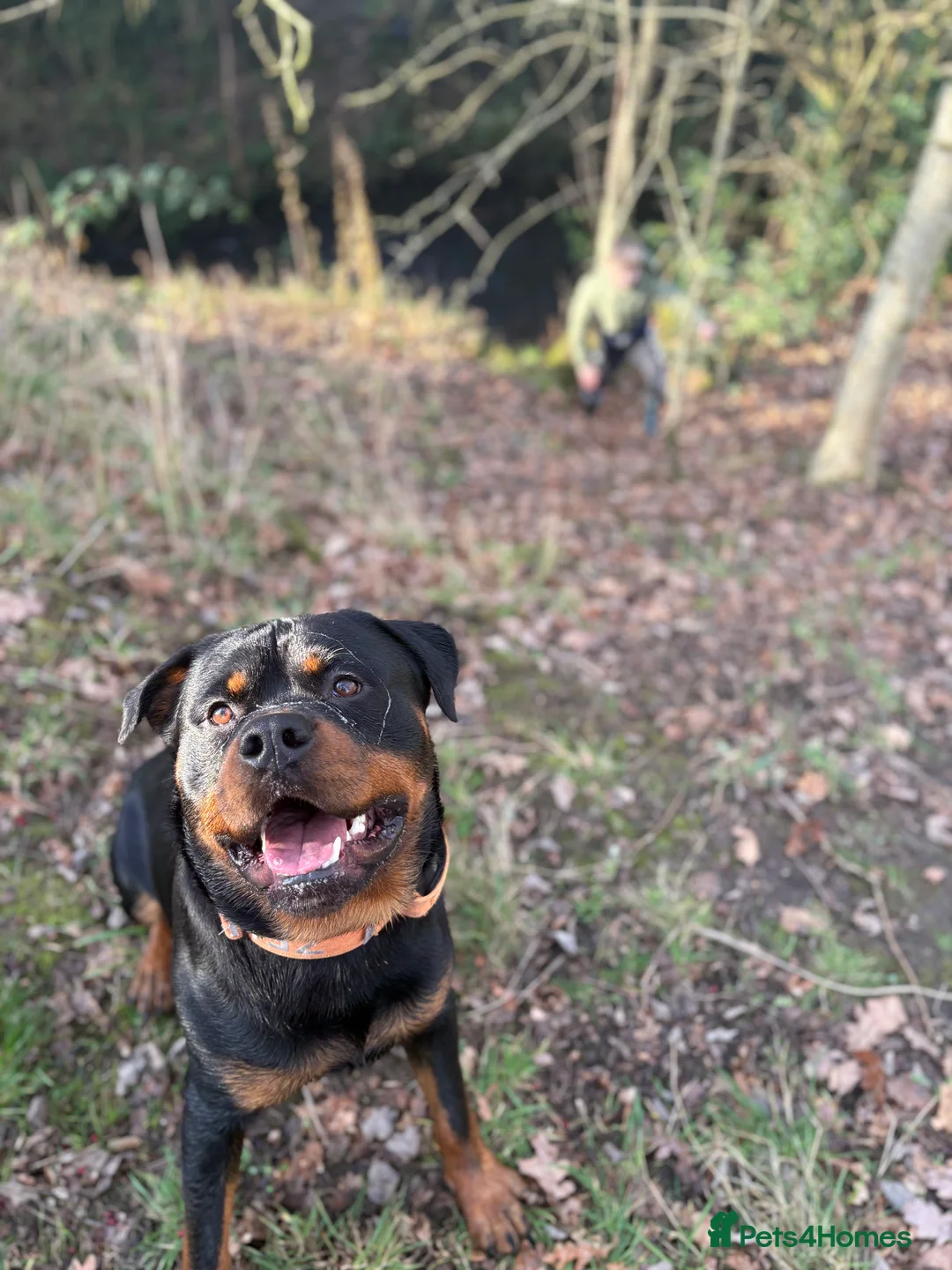 Rottweiler dogs for sale: Rotty looking for loving home (1.5yr old male) - Advert 10