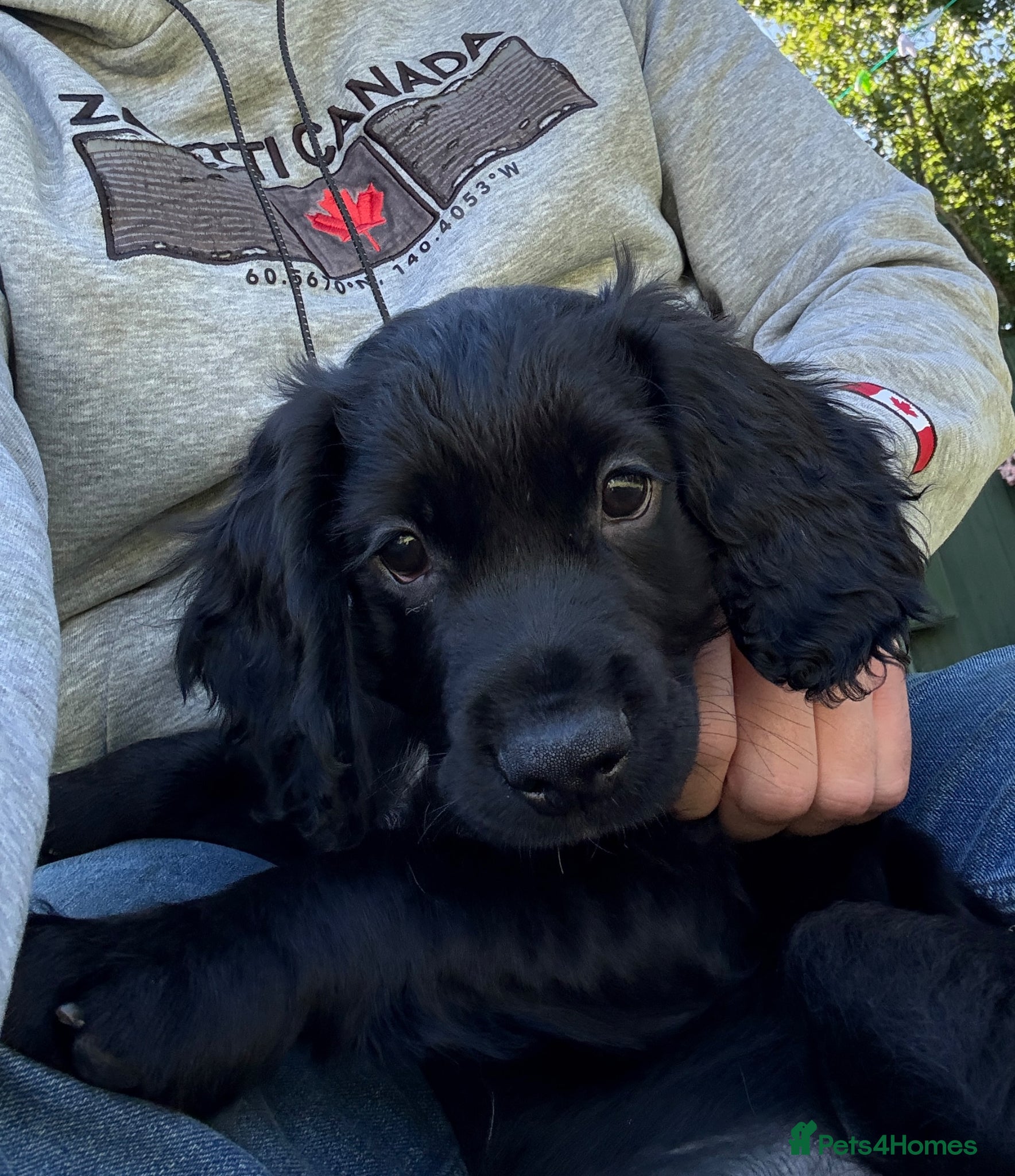 Cocker Spaniel dogs for sale: Beautiful cocker spaniel puppies *3 left* - Advert 4